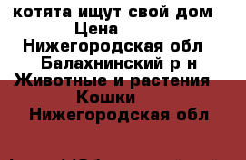 котята ищут свой дом › Цена ­ 10 - Нижегородская обл., Балахнинский р-н Животные и растения » Кошки   . Нижегородская обл.